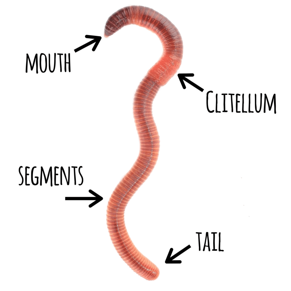 Worm Life Cycle For Kids