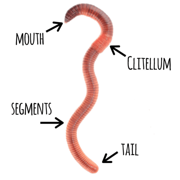 The Life Cycle of a Worm - Mindful Waste