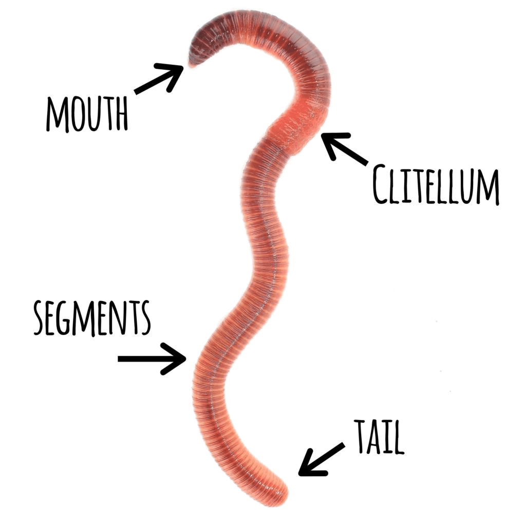 The Life Cycle of a Worm - Mindful Waste